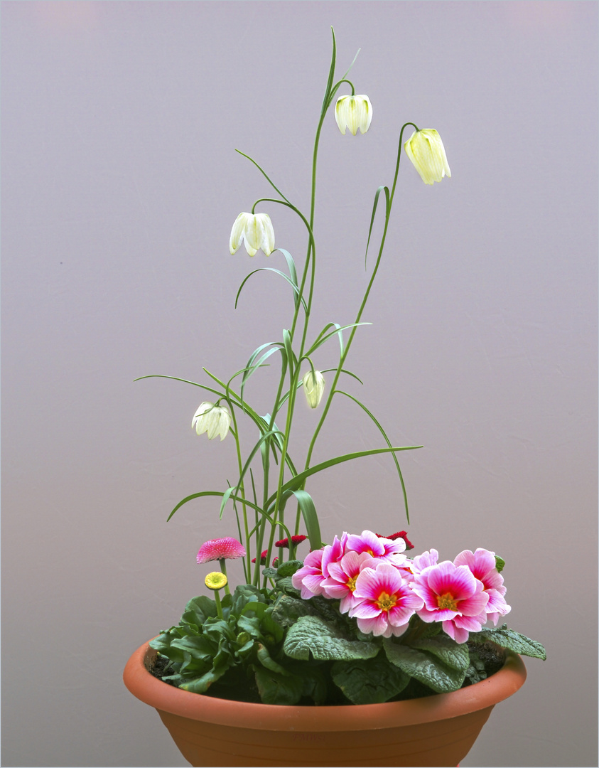 Spring plant bowl