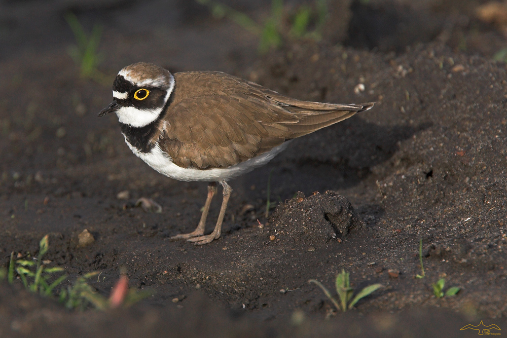 Spring Plover!