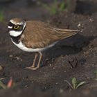 Spring Plover!