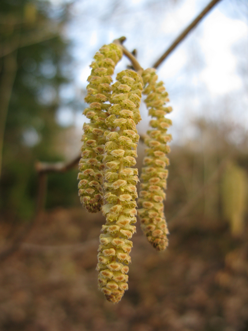 Spring Pollen