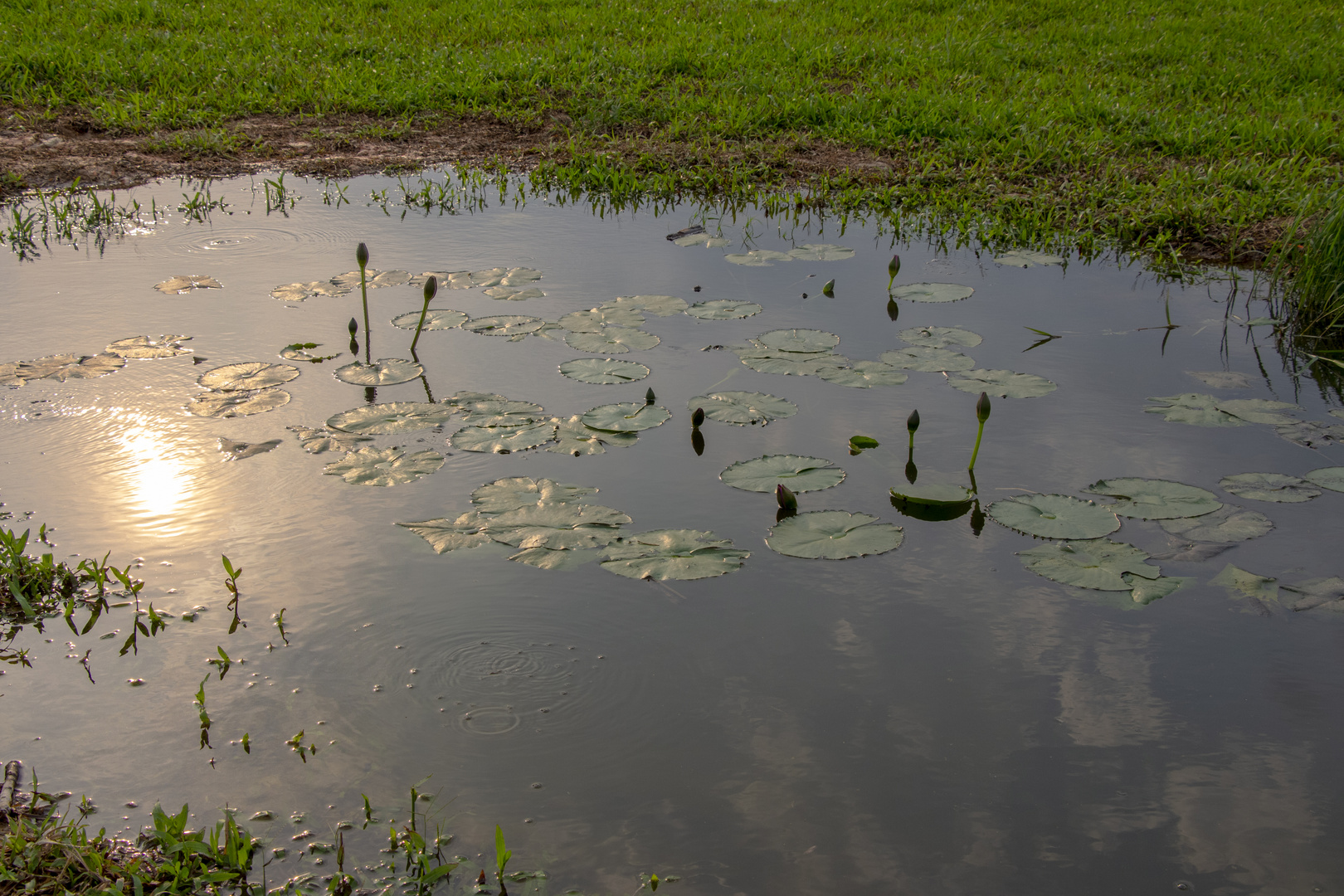 Spring Pond