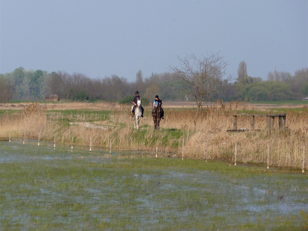 SPRING RIDING