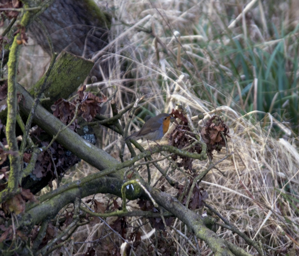 Spring Robin