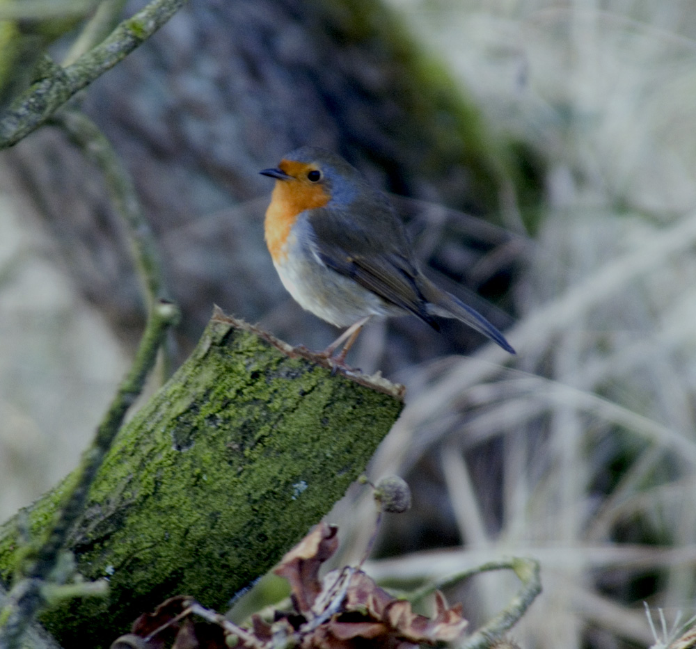 Spring Robin2