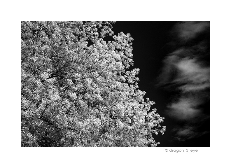 Spring Sky 3