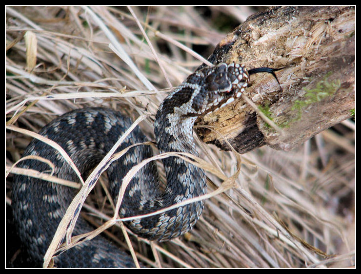 Spring snake