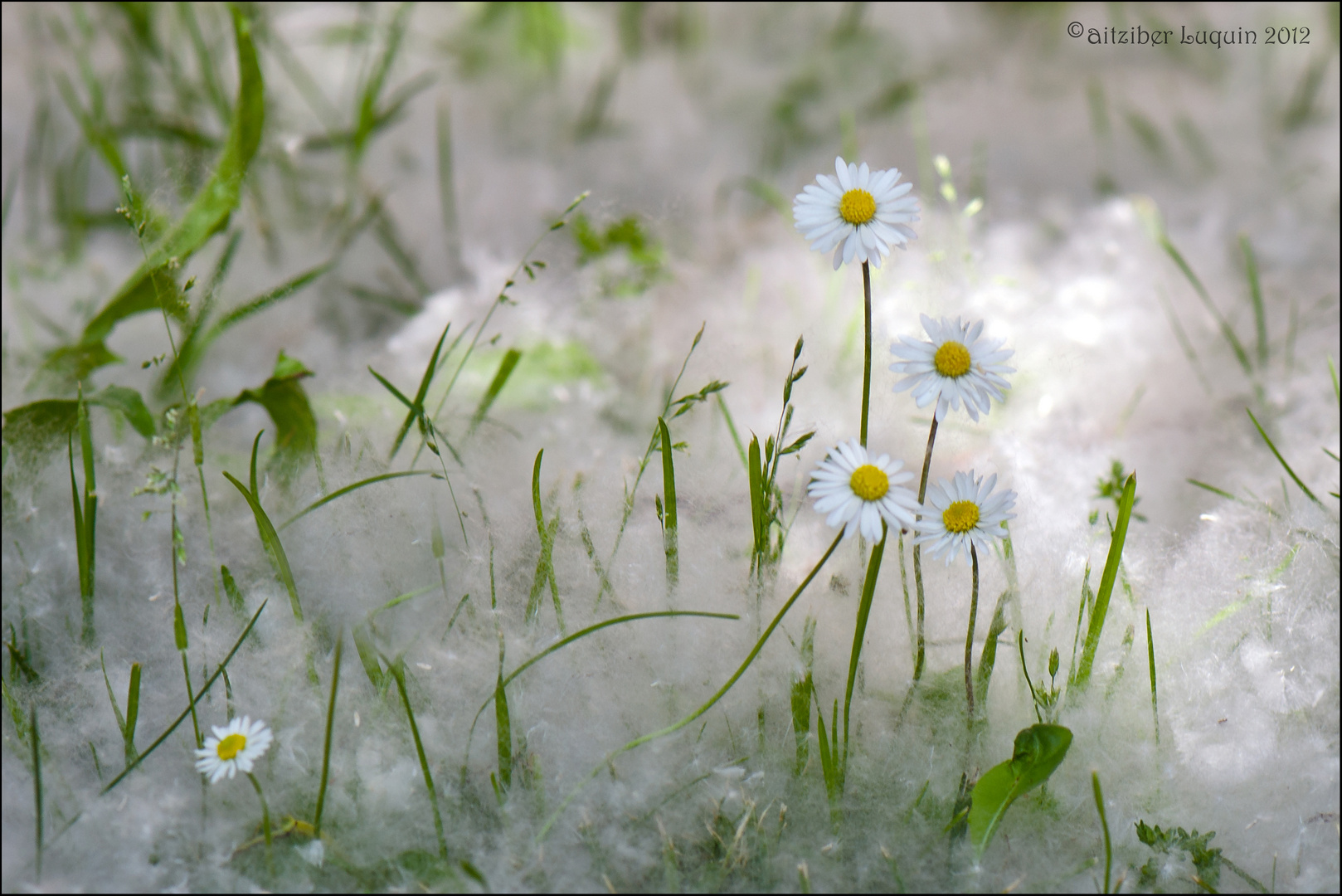 Spring snow....