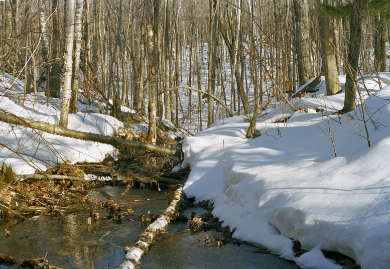 spring snow. Gatineau Park, Quebec, Canada.