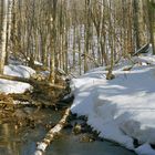 spring snow. Gatineau Park, Quebec, Canada.