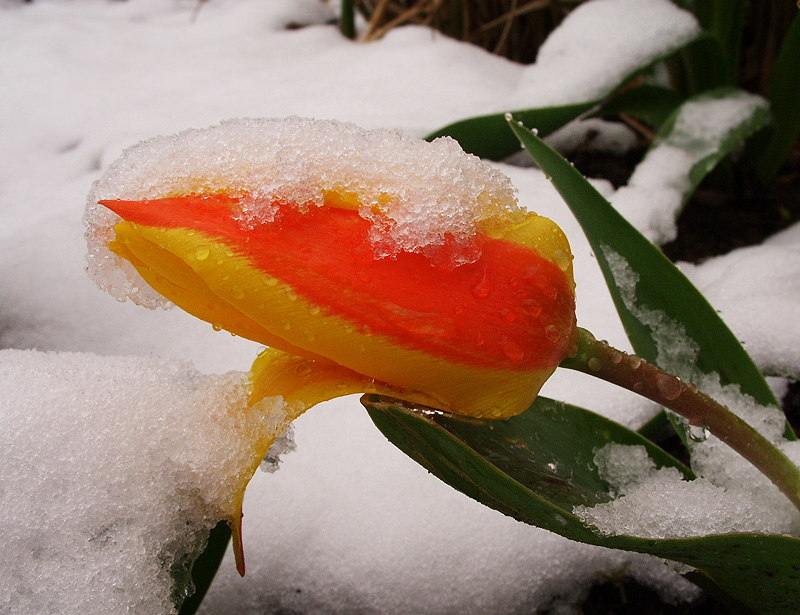 Spring snowfall