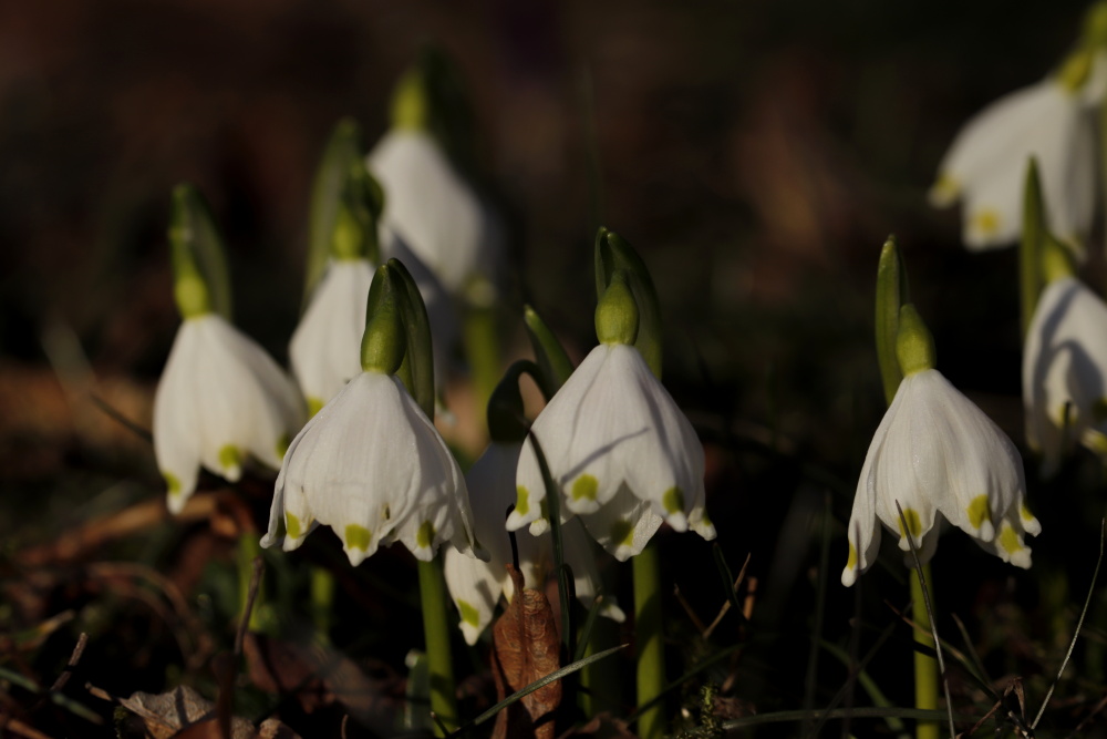 Spring snowflake