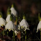 Spring snowflake