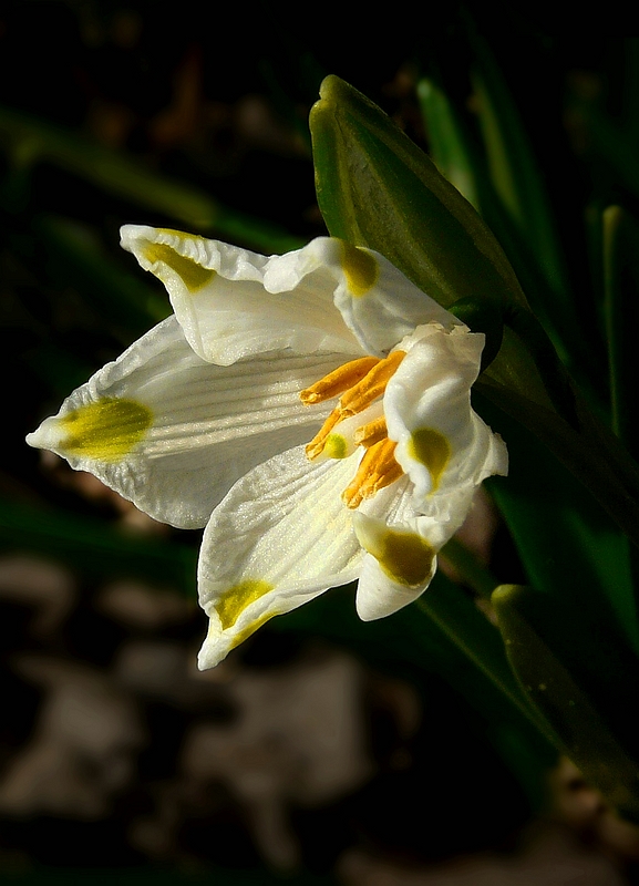 Spring snowflake