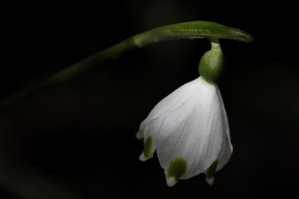 Spring snowflake