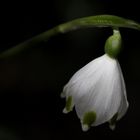 Spring snowflake