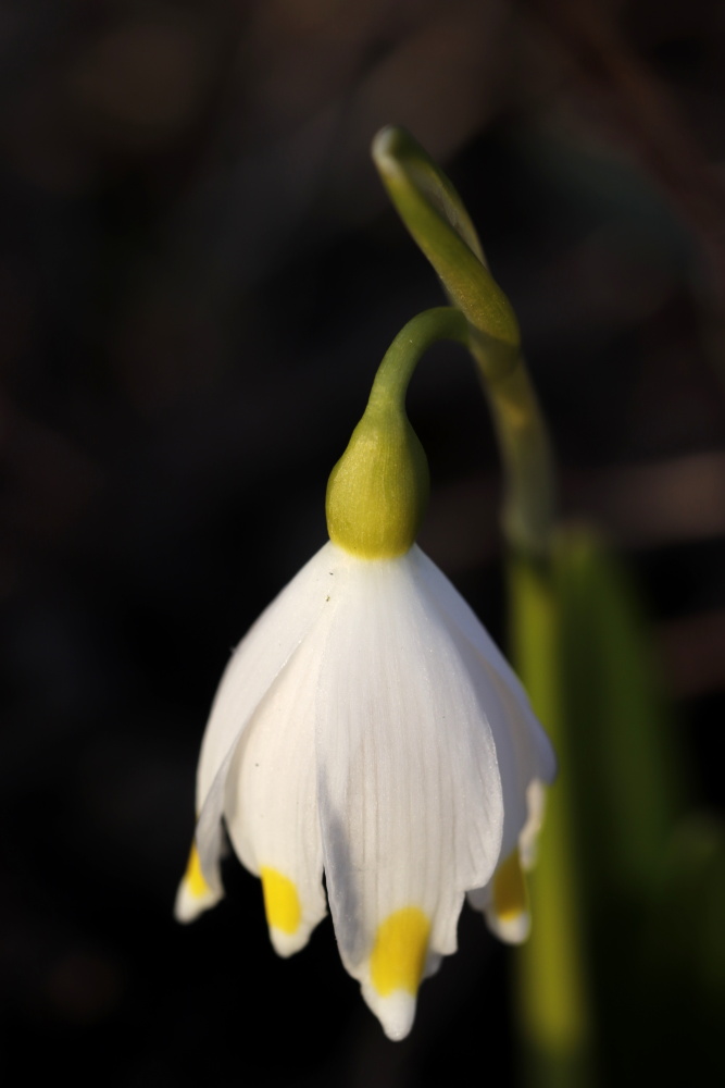 Spring snowflake