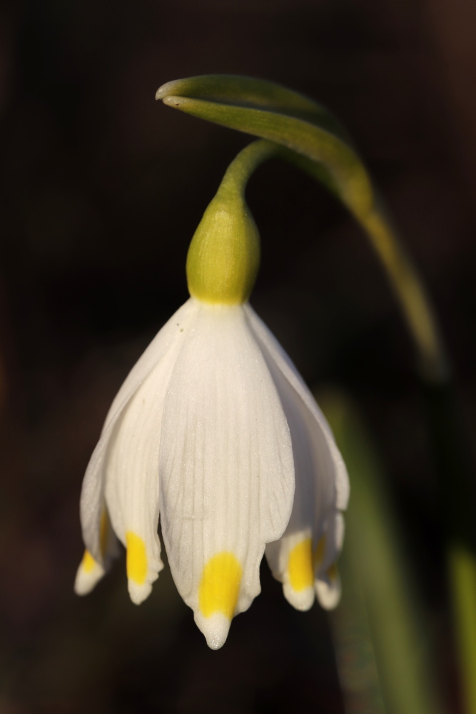 Spring snowflake