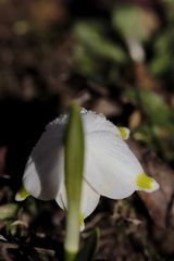 Spring snowflake