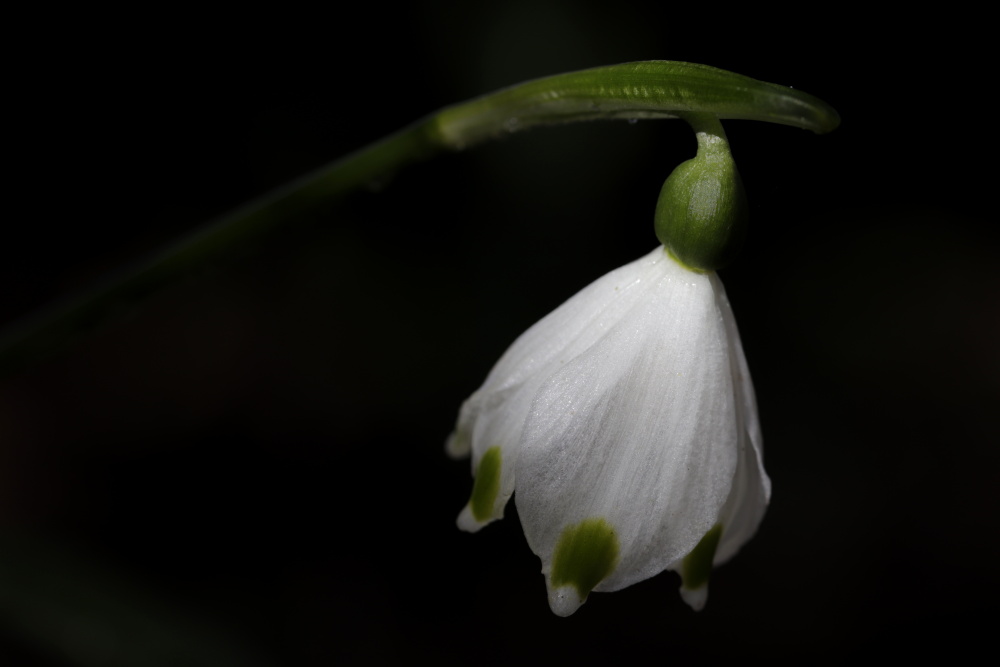 Spring snowflake