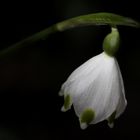 Spring snowflake