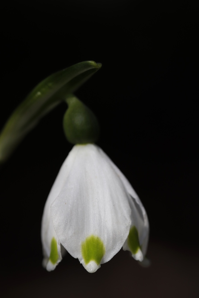 Spring snowflake