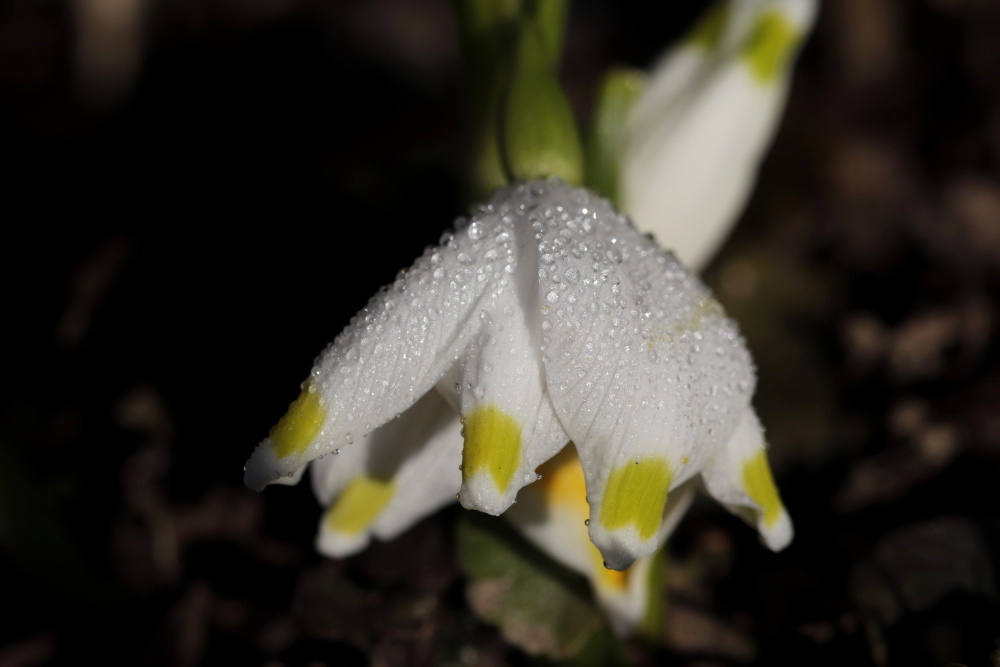 Spring snowflake