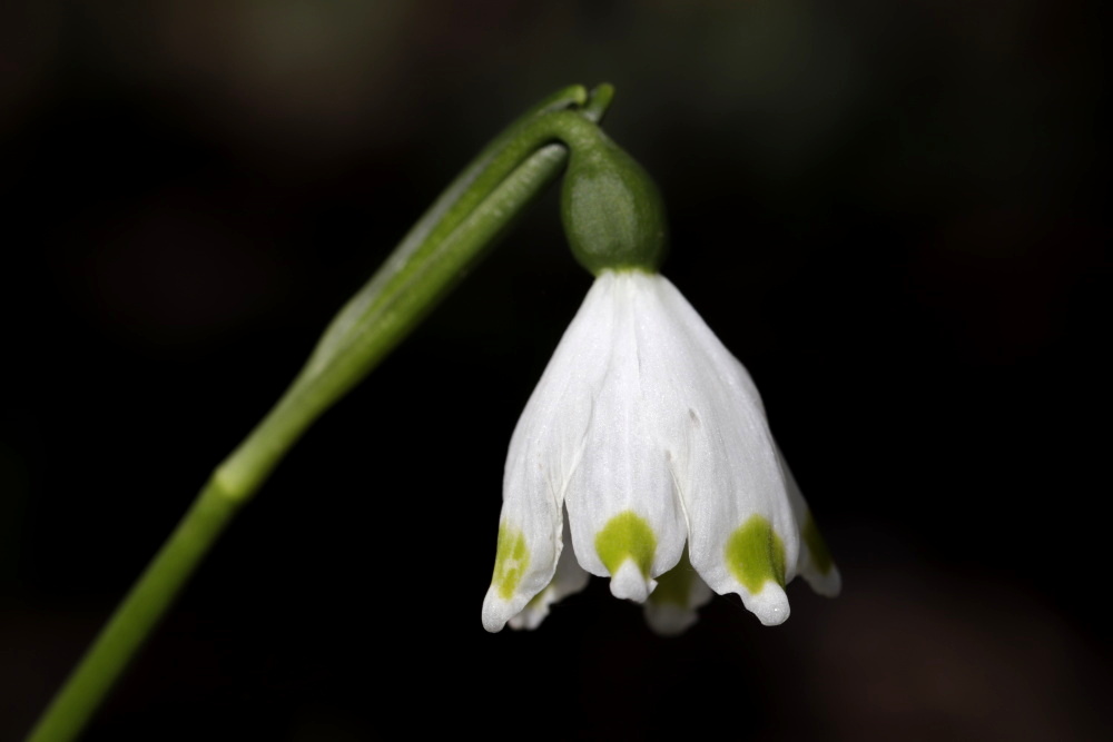 Spring snowflake