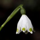 Spring snowflake