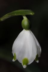 Spring snowflake