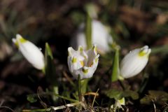 Spring snowflake