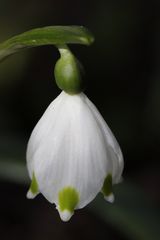 Spring snowflake