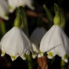 Spring snowflake