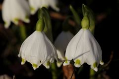 Spring snowflake