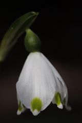 Spring snowflake