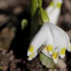 Spring snowflake