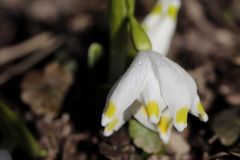 Spring snowflake