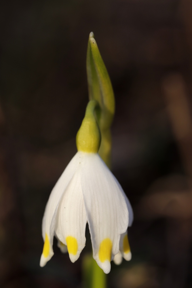 Spring snowflake