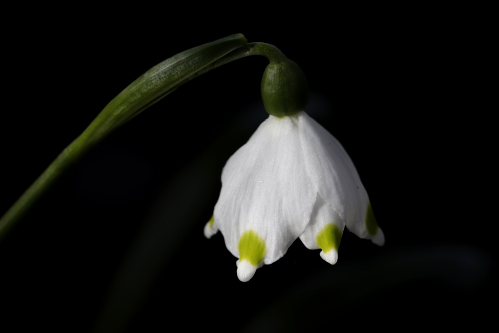 Spring snowflake