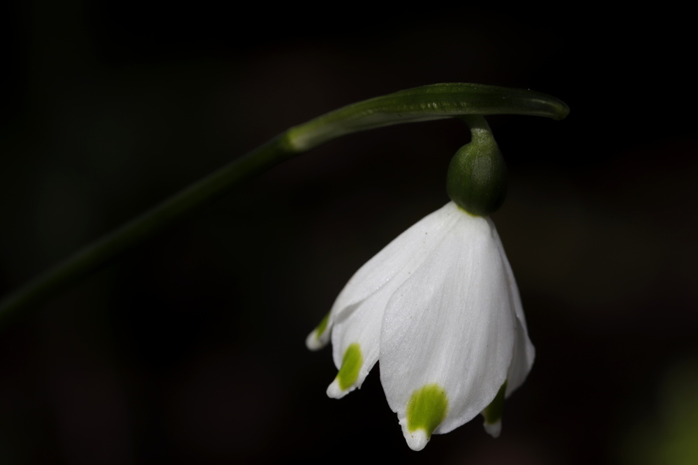 Spring snowflake