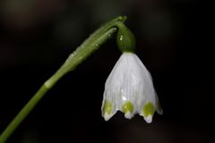 Spring snowflake