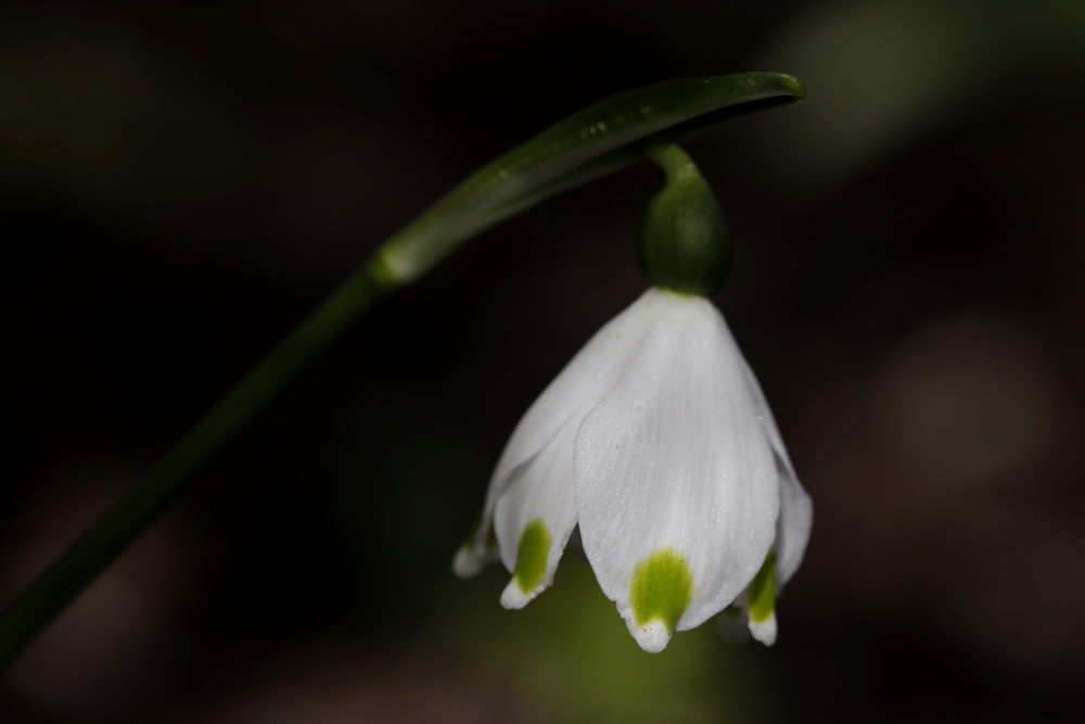 Spring snowflake