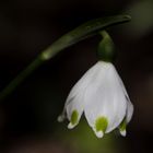 Spring snowflake