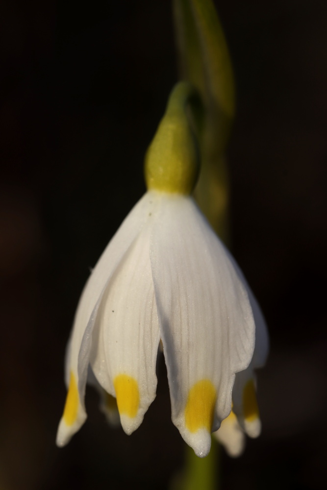 Spring snowflake in the evening