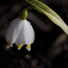 Spring snowflake in the morning