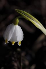 Spring snowflake in the morning