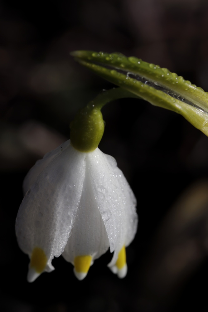 Spring snowflake in the morning