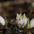 Spring snowflake (Leucojum vernum)