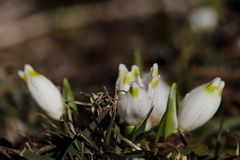 Spring snowflake (Leucojum vernum)