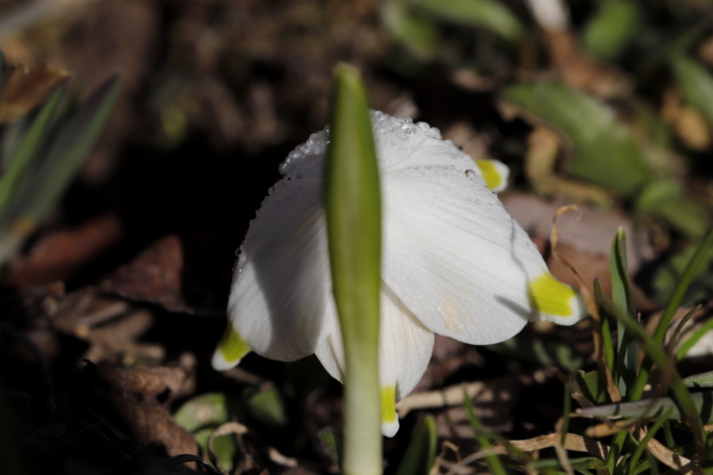 Spring snowflake (Leucojum vernum)