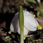 Spring snowflake (Leucojum vernum)